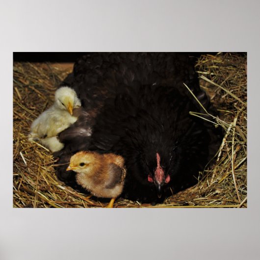 A Mama und ihre Chicks Poster (Vorne)