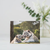 A Moment of Calm – White Tigers Postcard Postkarte (Stehend Vorderseite)