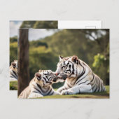 A Moment of Calm – White Tigers Postcard Postkarte (Vorne/Hinten)