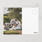 A Moment of Calm – White Tigers Postcard Postkarte (Rückseite)