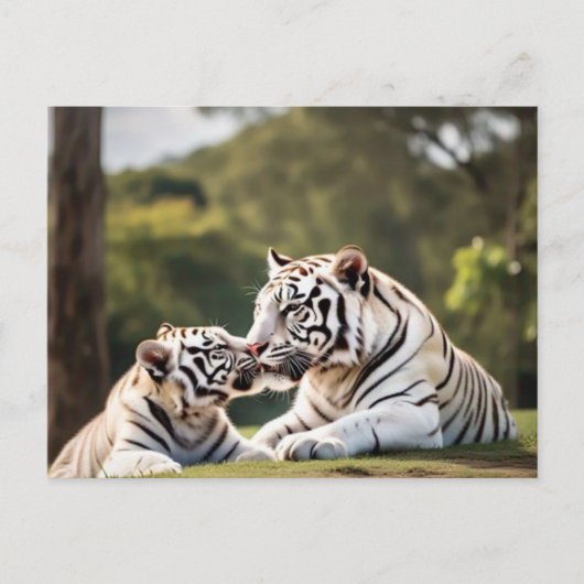 A Moment of Calm – White Tigers Postcard Postkarte (Vorderseite)