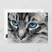 A-PAL - Silbertablette Katze mit blauen Augen Nah Postkarte (Vorne/Hinten)
