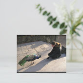 A Peacock's Trust Postkarte (Stehend Vorderseite)
