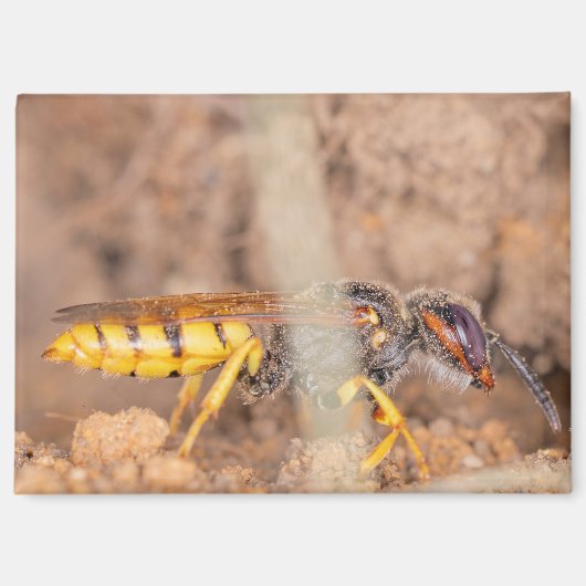 A photograph of a wasp on a magnet (Vorderseite)