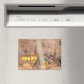 A photograph of a wasp on a magnet (In Situ (Geschirrspüler))
