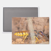 A photograph of a wasp on a magnet (Vorderseite/Rückseite)