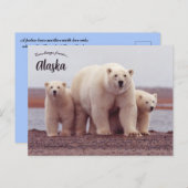 A Polar Bear Mother With Her Cubs in Alaska Postkarte (Vorne/Hinten)