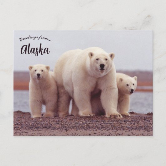 A Polar Bear Mother With Her Cubs in Alaska Postkarte (Vorderseite)