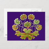 A POSTKARTE (Vorne/Hinten)