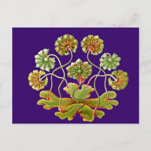 A POSTKARTE (Vorderseite)