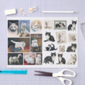 A Pretty Mix of White and Black Cats & Kittens Seidenpapier (Handwerk)