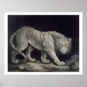 A Prowling Tiger (pencil on paper) Poster (Vorne)