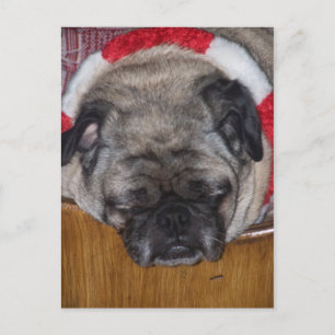 A Pug Dog's Christmas Postcard Feiertagspostkarte