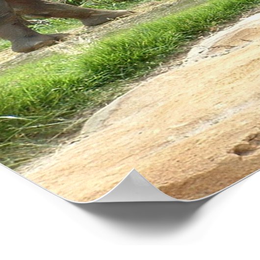 A Rhino Poster (Ecke)