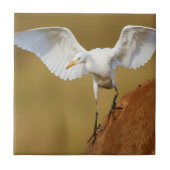 A Rinder (Bubulcus Ibis) Fliese (Vorderseite)