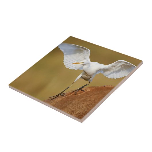 A Rinder (Bubulcus Ibis) Fliese (Seite)