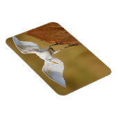 A Rinder (Bubulcus Ibis) Magnet (Rechte Seite)