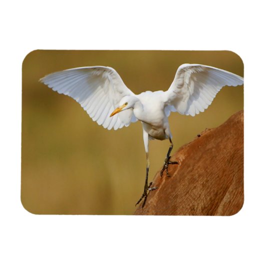 A Rinder (Bubulcus Ibis) Magnet (Horizontal)