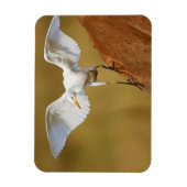 A Rinder (Bubulcus Ibis) Magnet (Vertikal)
