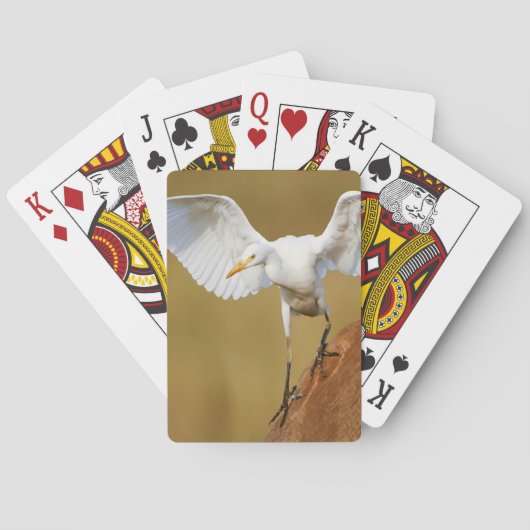 A Rinder (Bubulcus Ibis) Spielkarten (Rückseite)