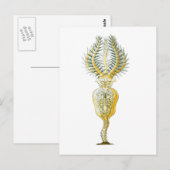 A Rotifer Postkarte (Vorne/Hinten)