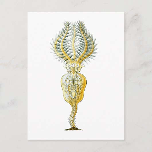 A Rotifer Postkarte (Vorderseite)