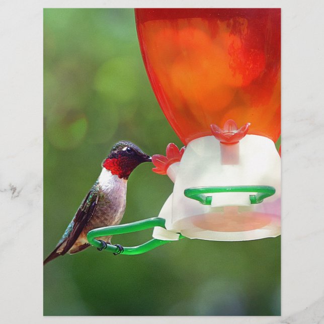 A Ruby Throated Hummingbird (Vorderseite)