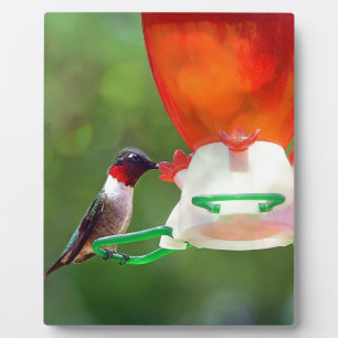A Ruby Throated Hummingbird Fotoplatte