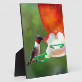 A Ruby Throated Hummingbird Fotoplatte (Seite)