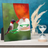 A Ruby Throated Hummingbird Fotoplatte (Seite)
