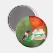 A Ruby Throated Hummingbird Magnet (Vorderseite/Rückseite)