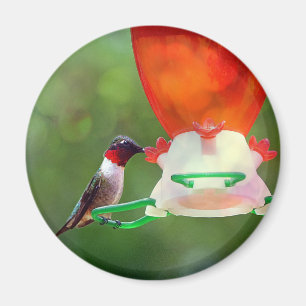 A Ruby Throated Hummingbird Magnet