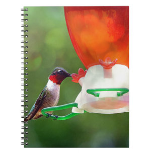 A Ruby Throated Hummingbird Notizblock