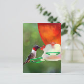 A Ruby Throated Hummingbird Postkarte (Stehend Vorderseite)