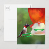 A Ruby Throated Hummingbird Postkarte (Vorne/Hinten)