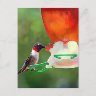 A Ruby Throated Hummingbird Postkarte