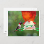 A Ruby Throated Hummingbird Postkarte (Vorne/Hinten)