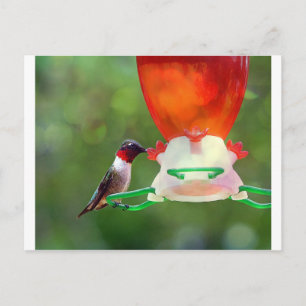 A Ruby Throated Hummingbird Postkarte