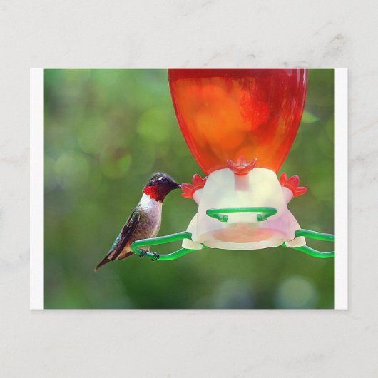 A Ruby Throated Hummingbird Postkarte (Vorderseite)