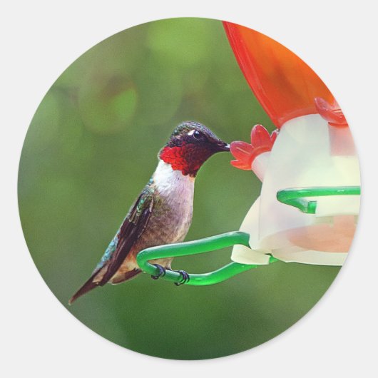 A Ruby Throated Hummingbird Runder Aufkleber (Vorderseite)