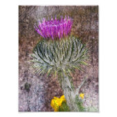 A Scottish Thistle Fotodruck (Vorne)
