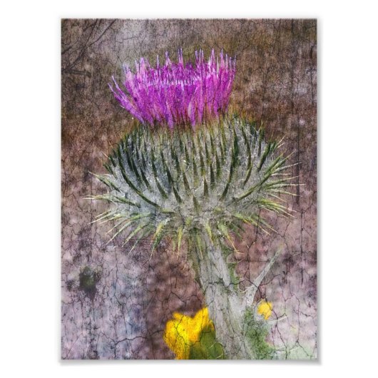 A Scottish Thistle Fotodruck (Vorne)