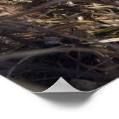 A scout observer practices observation techniqu poster (Ecke)