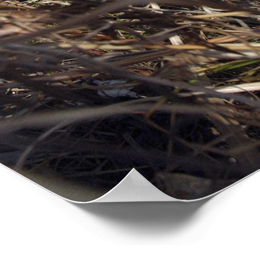 A scout observer practices observation techniqu poster (Ecke)