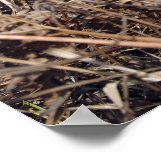 A scout observer practices observation techniqu poster (Ecke)