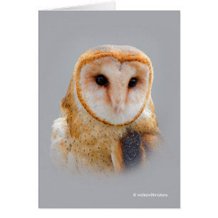 A Serene and Beautiful Barn Owl