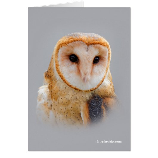 A Serene and Beautiful Barn Owl (Vorne)