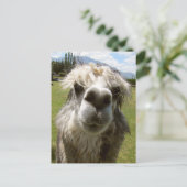 A Shaggy Alpaca Postkarte (Stehend Vorderseite)