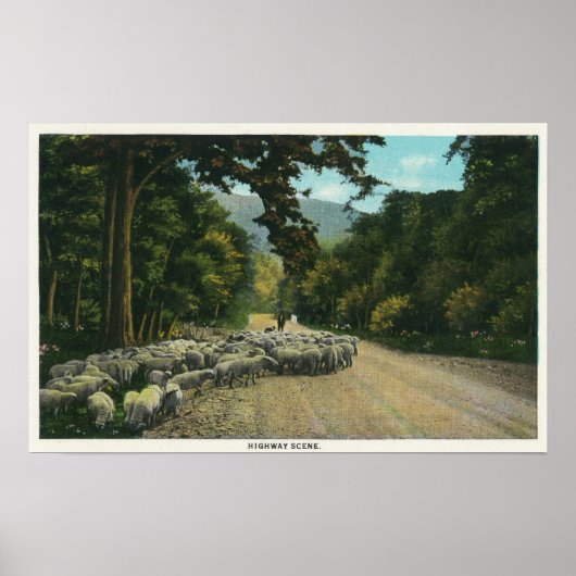 A Shepherd Leading Sheep on a Maine Highway Poster (Vorne)