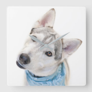 A Siberian Husky Mix Tilts its Head Quadratische Wanduhr